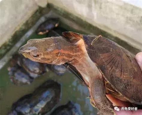 家裡養龜好嗎